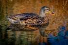 USA, Colorado, Fort Collins. Female American mallard duck in water. Art Print